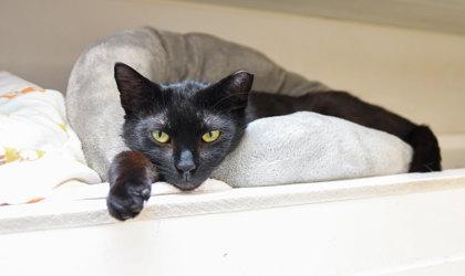 Enlarge Vinnie, a Adoptable Domestic Short Hair in Ringoes, NJ image 2/3