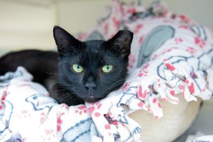 Enlarge Vinnie, a Adoptable Domestic Short Hair in Ringoes, NJ image 3/3