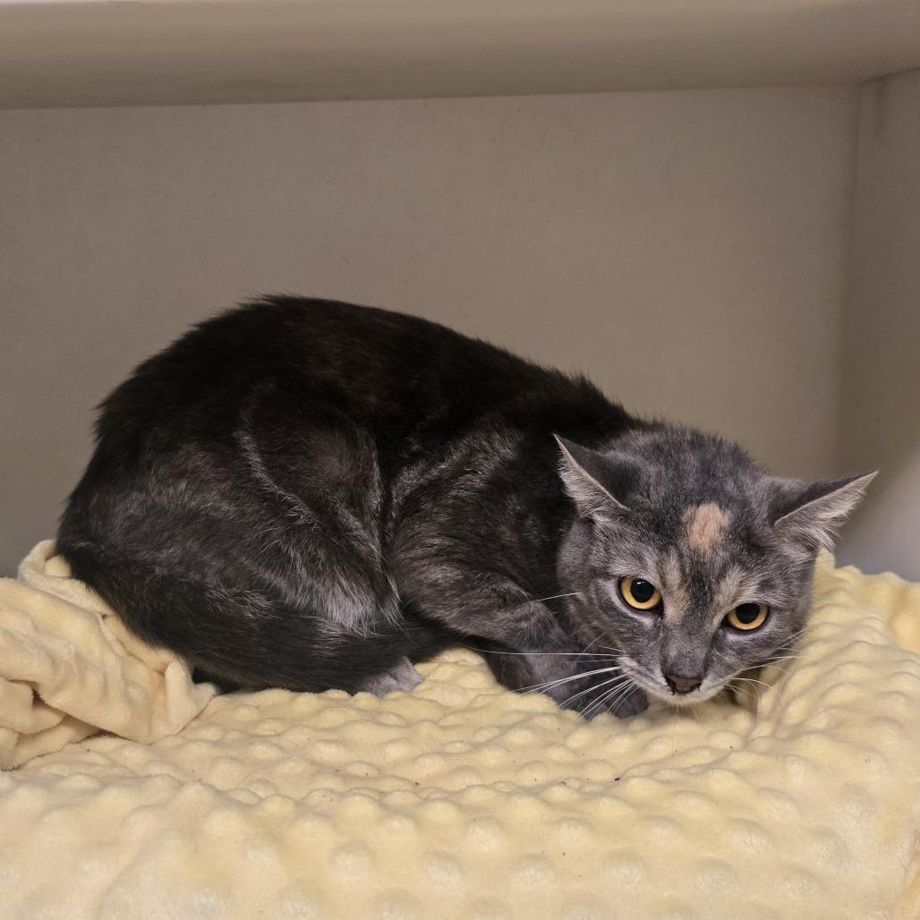 Seven, a Adoptable Domestic Short Hair in Madison, WI image 1/4