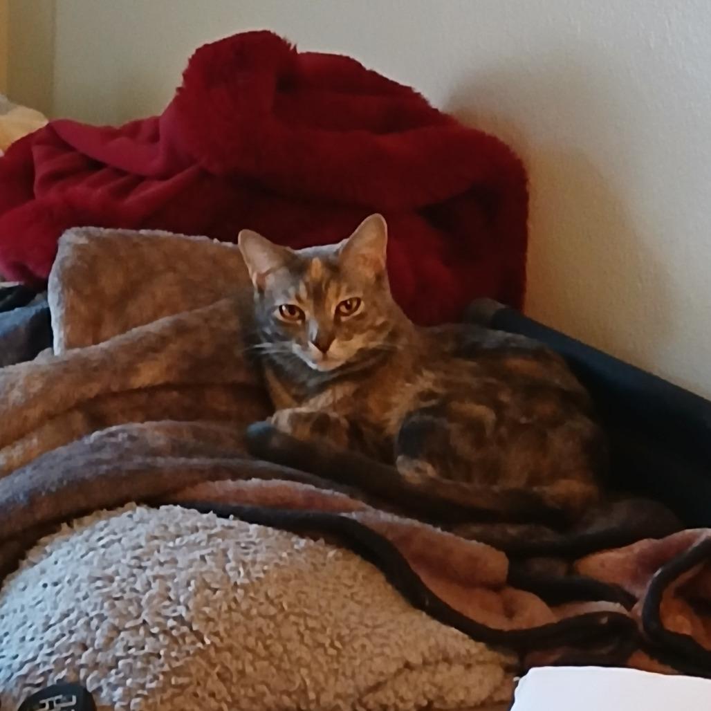 Seven, a Adoptable Domestic Short Hair in Madison, WI image 2/4