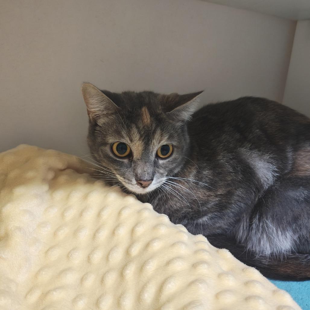 Seven, a Adoptable Domestic Short Hair in Madison, WI image 3/4