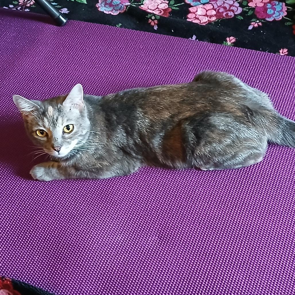 Seven, a Adoptable Domestic Short Hair in Madison, WI image 4/4