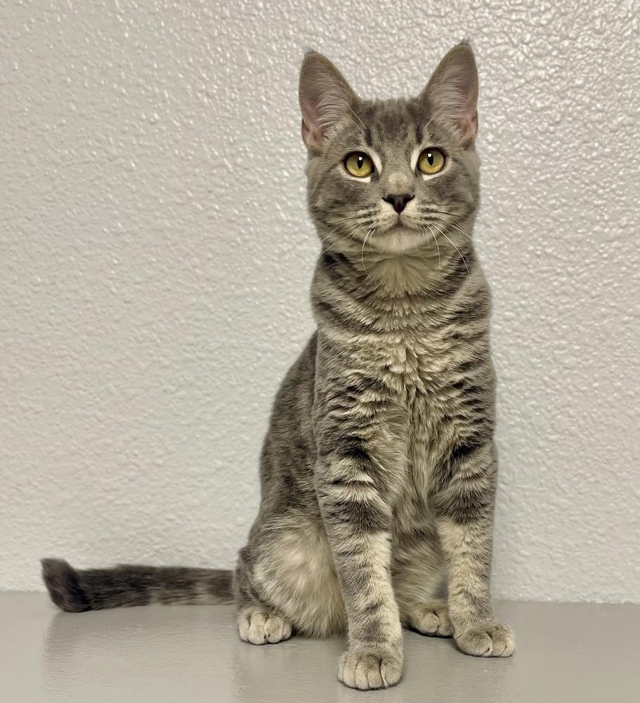 Enlarge Andre, a Adoptable mixed breed in Jamestown, CA image 1/4