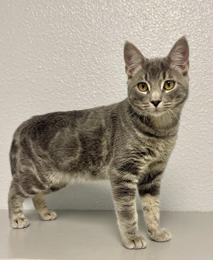 Enlarge Andre, a Adoptable mixed breed in Jamestown, CA image 2/4