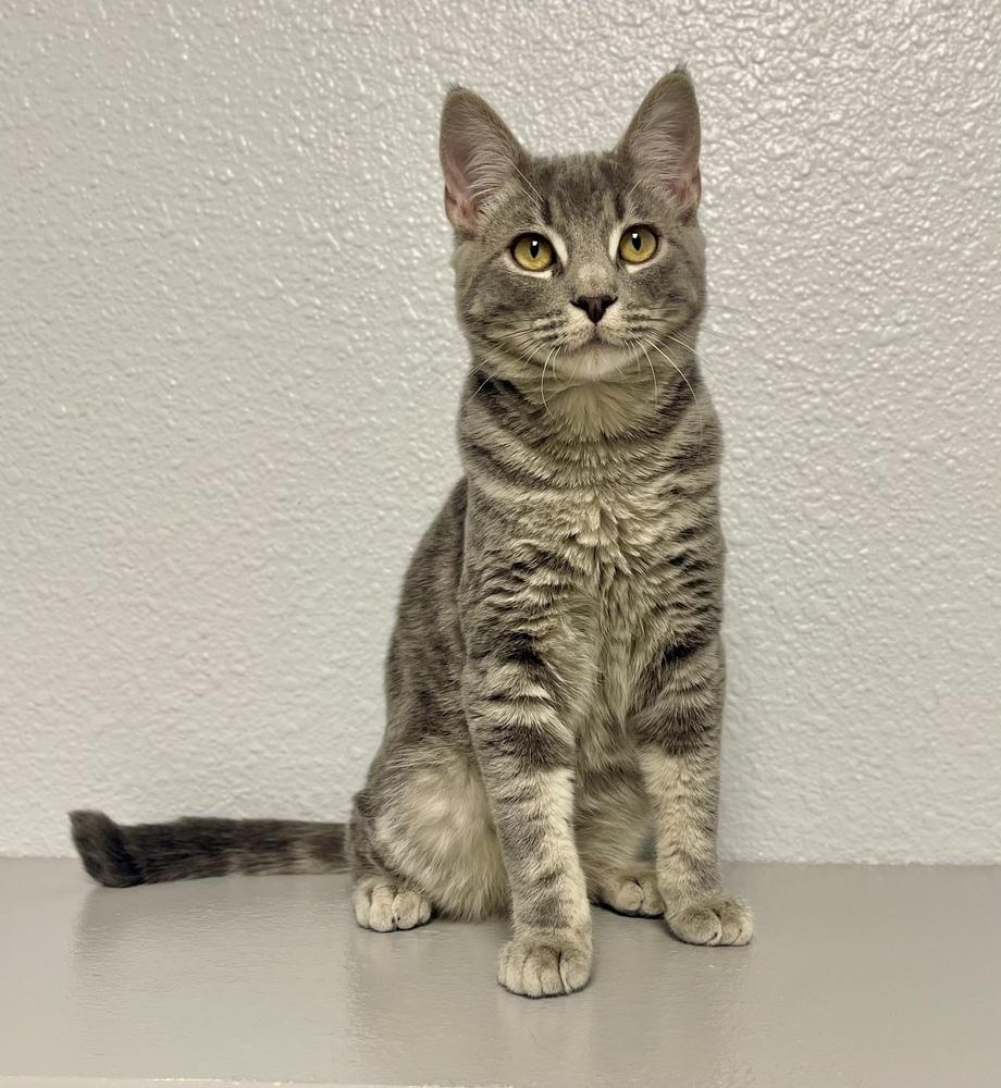 Enlarge Andre, a Adoptable mixed breed in Jamestown, CA image 3/4