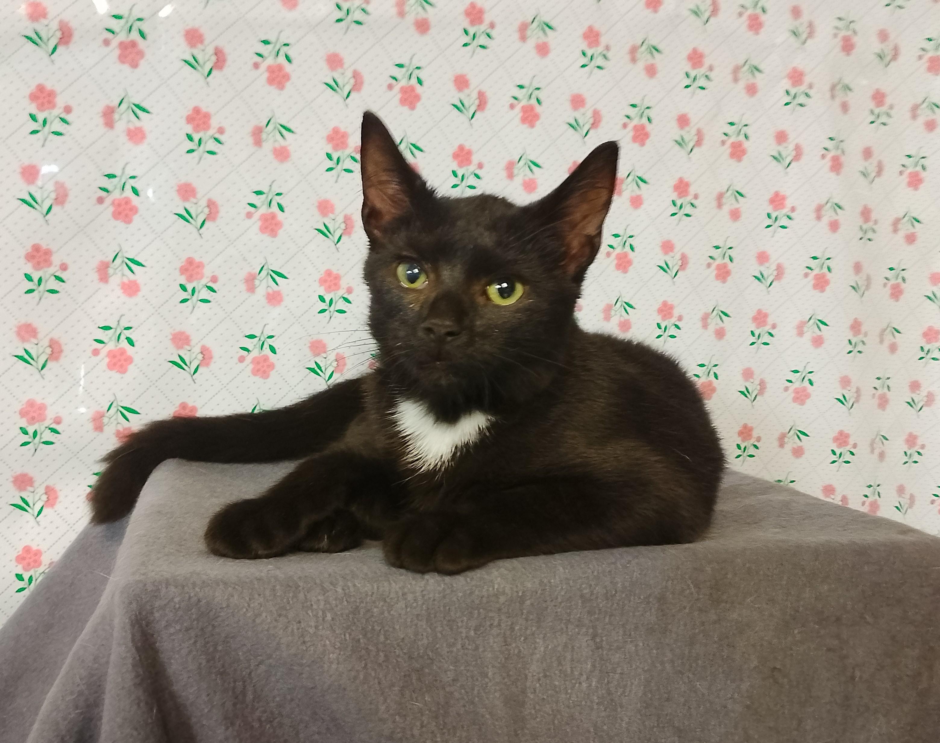 Burnt Biscuit 745, Adoptable, Kitten Male Domestic Short Hair.