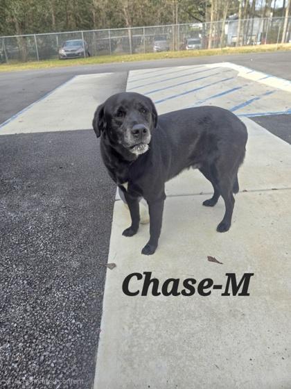 Chase, Adoptable, Adult Male Labrador Retriever & Mixed Breed.