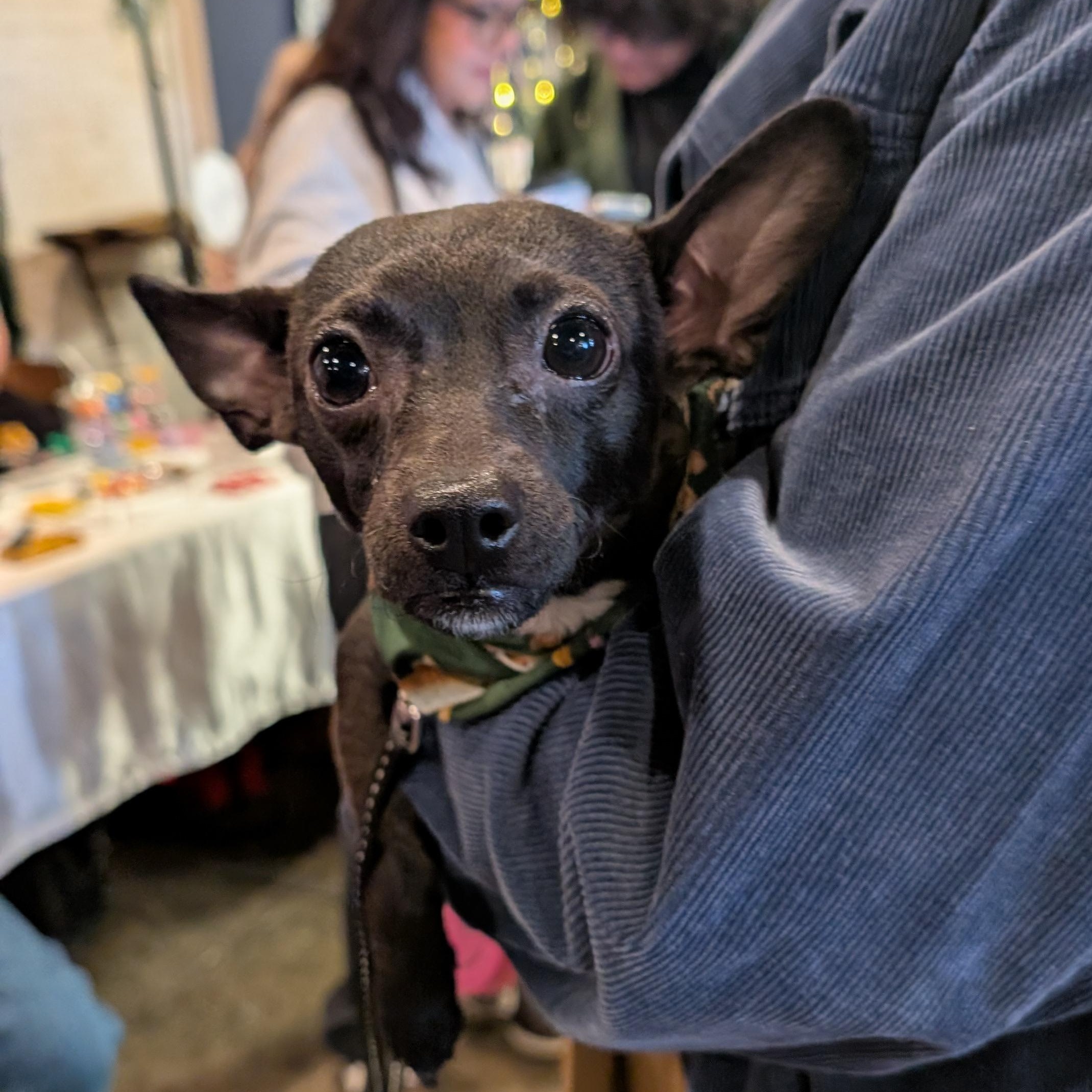 Pickles, adopted, Puppy Male Chihuahua.