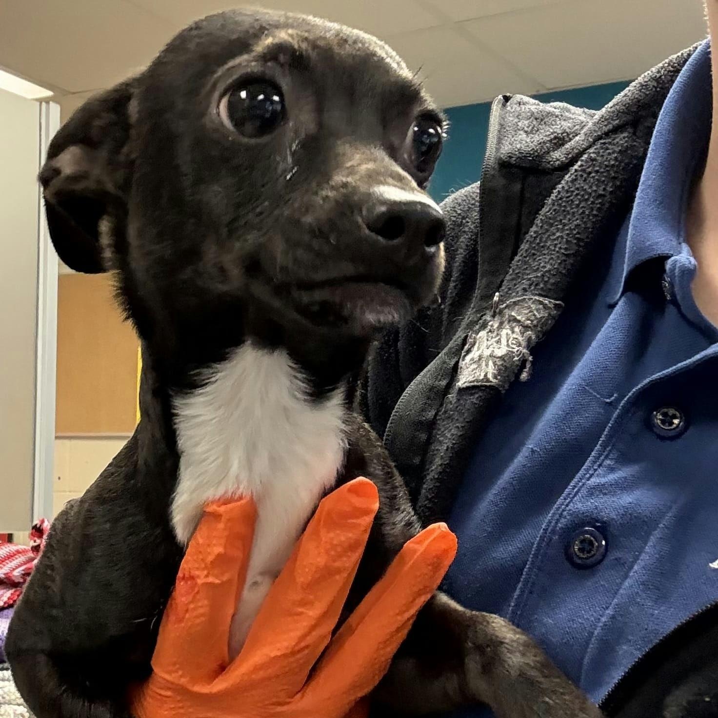 Enlarge Pickles, an adopted Chihuahua in New York, NY image 2/2