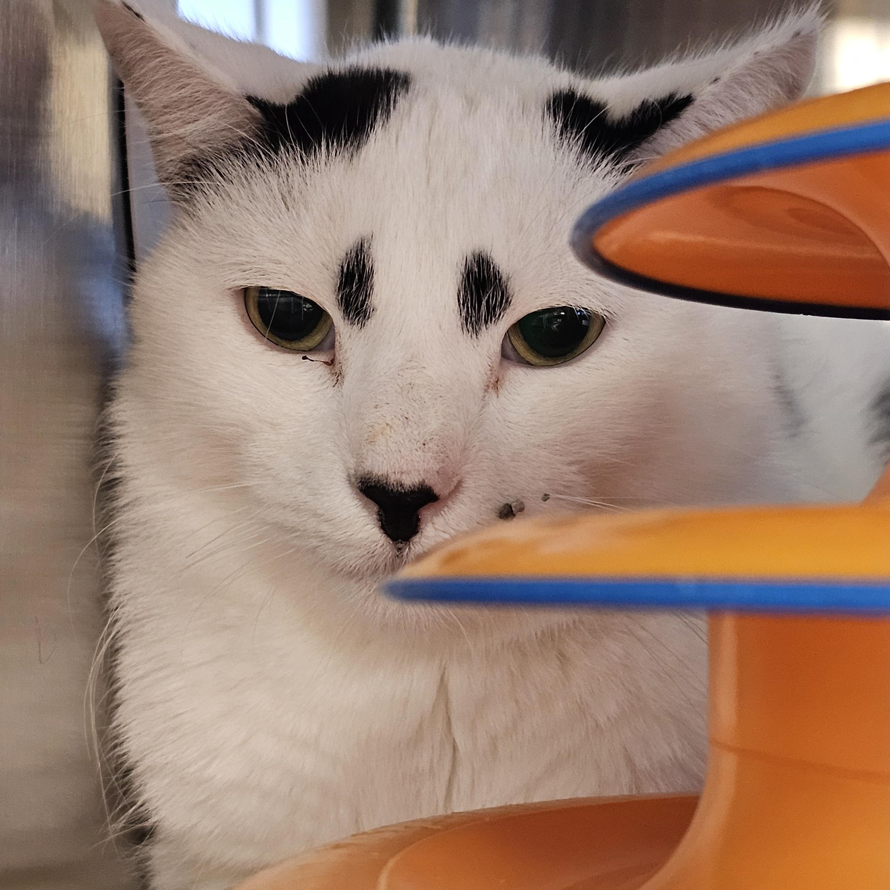 Enlarge Declan, a ADOPTABLE Domestic Short Hair in Stratford, CT image 1/1