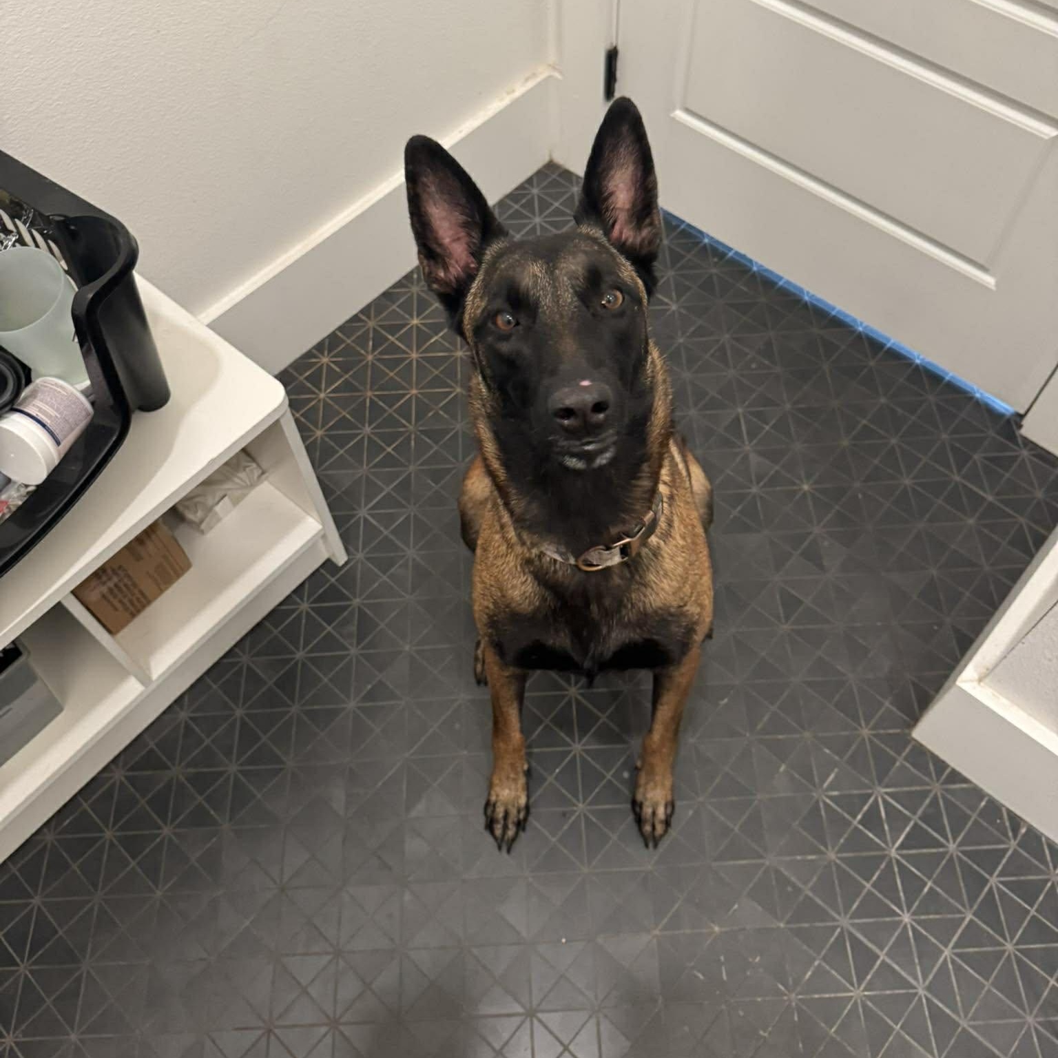 Remi, a ADOPTABLE Belgian Shepherd / Malinois in Lockhart, TX image 1/6