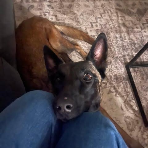 Remi, a ADOPTABLE Belgian Shepherd / Malinois in Lockhart, TX image 3/6