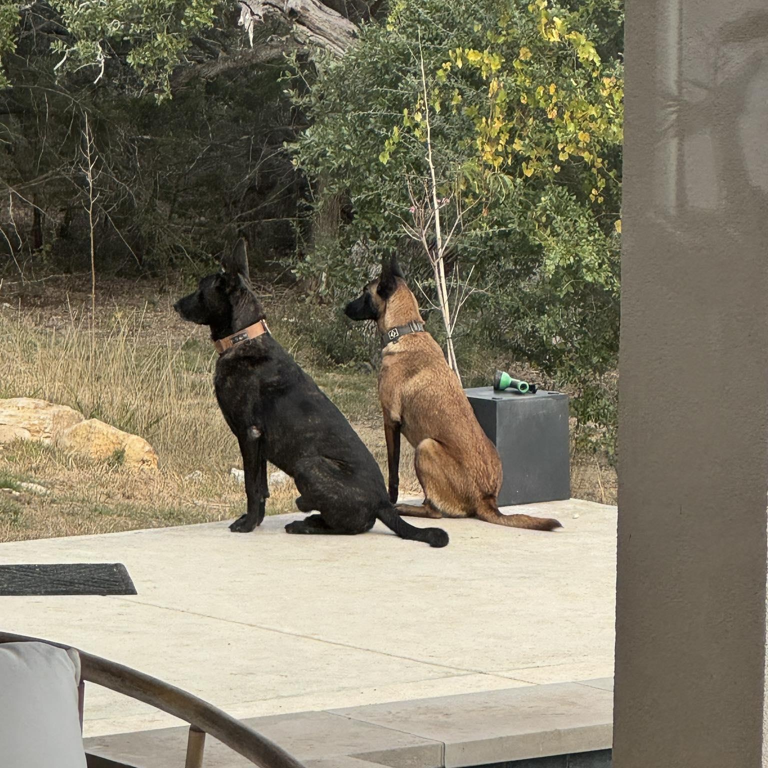 Remi, a ADOPTABLE Belgian Shepherd / Malinois in Lockhart, TX image 5/6