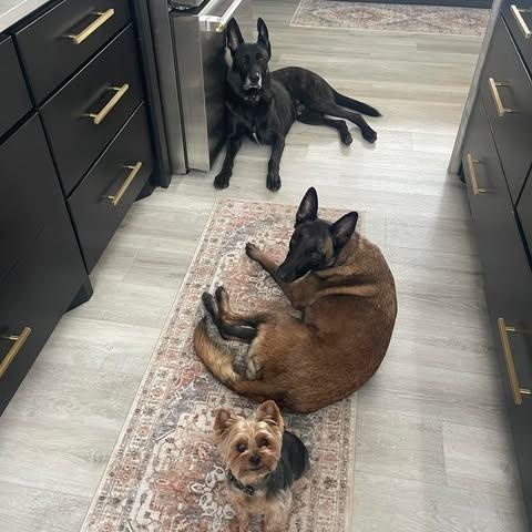 Remi, a ADOPTABLE Belgian Shepherd / Malinois in Lockhart, TX image 2/6