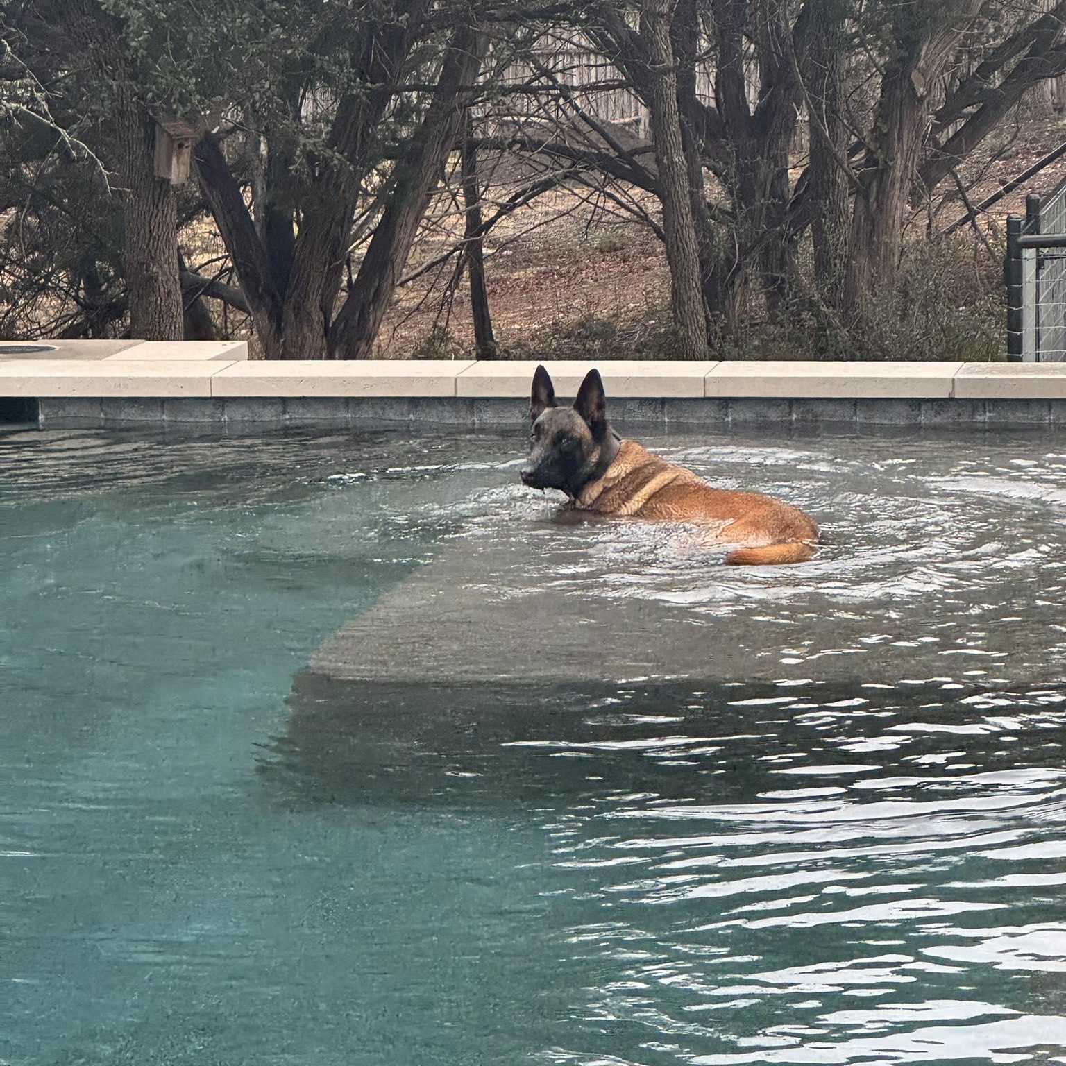 Remi, a ADOPTABLE Belgian Shepherd / Malinois in Lockhart, TX image 6/6
