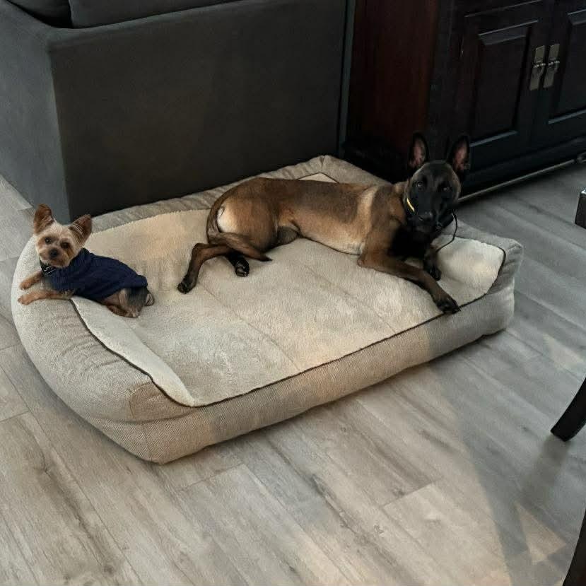 Remi, a ADOPTABLE Belgian Shepherd / Malinois in Lockhart, TX image 4/6