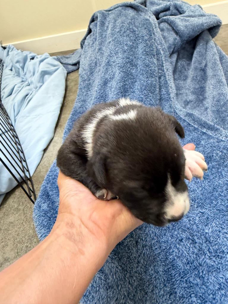 Charlotte, Adoptable, Puppy Female Mixed Breed.