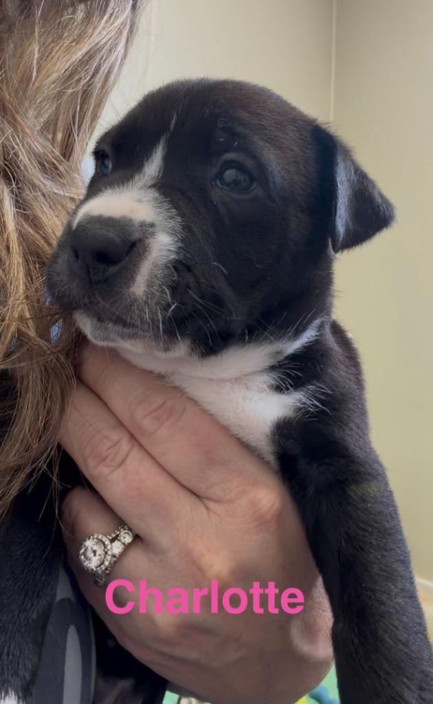 Enlarge Charlotte, a Adoptable mixed breed in Centralia, IL image 2/3