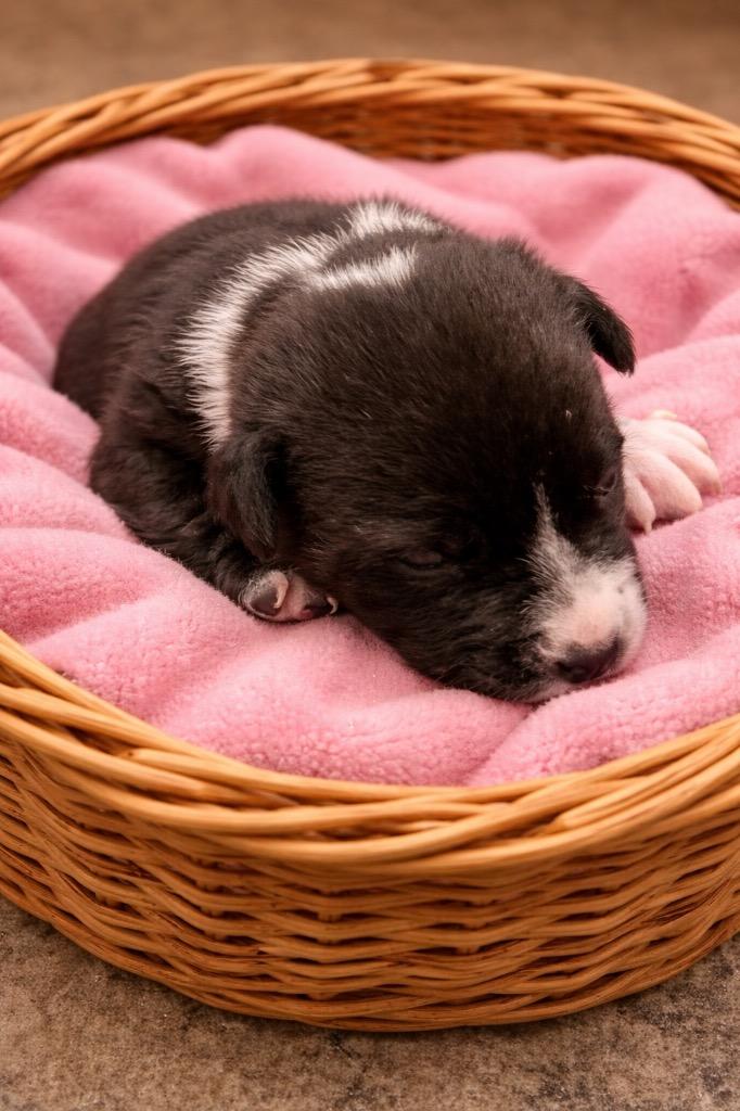Enlarge Charlotte, a Adoptable mixed breed in Centralia, IL image 3/3
