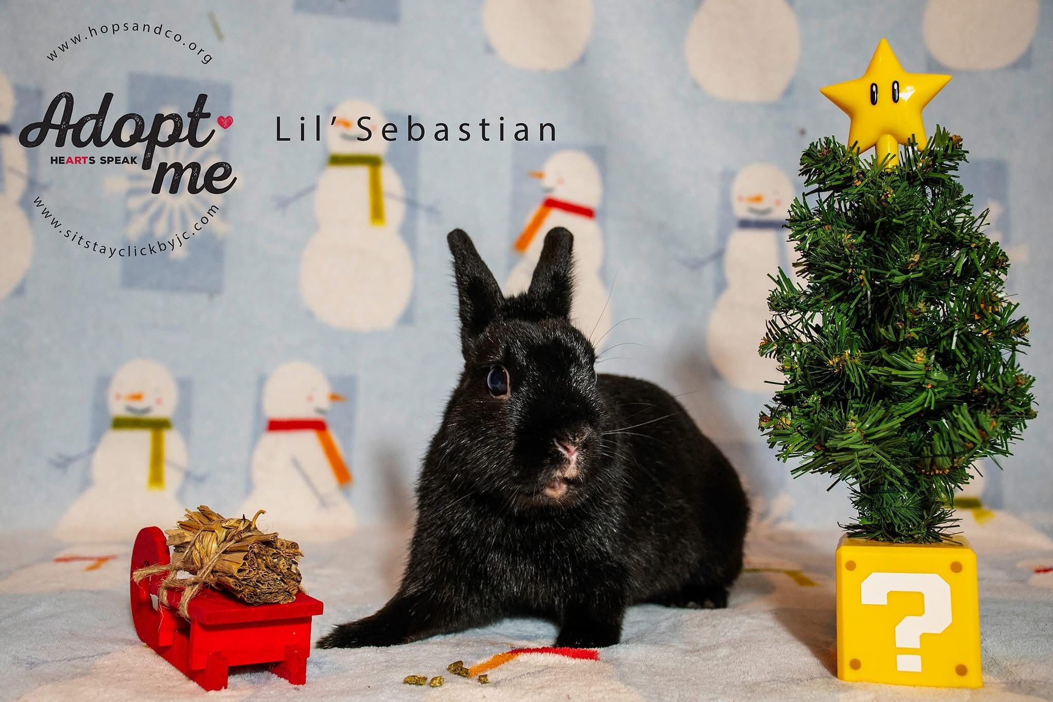 Lil’ Sebastian, a Adoptable Polish in Omaha, NE image 1/6