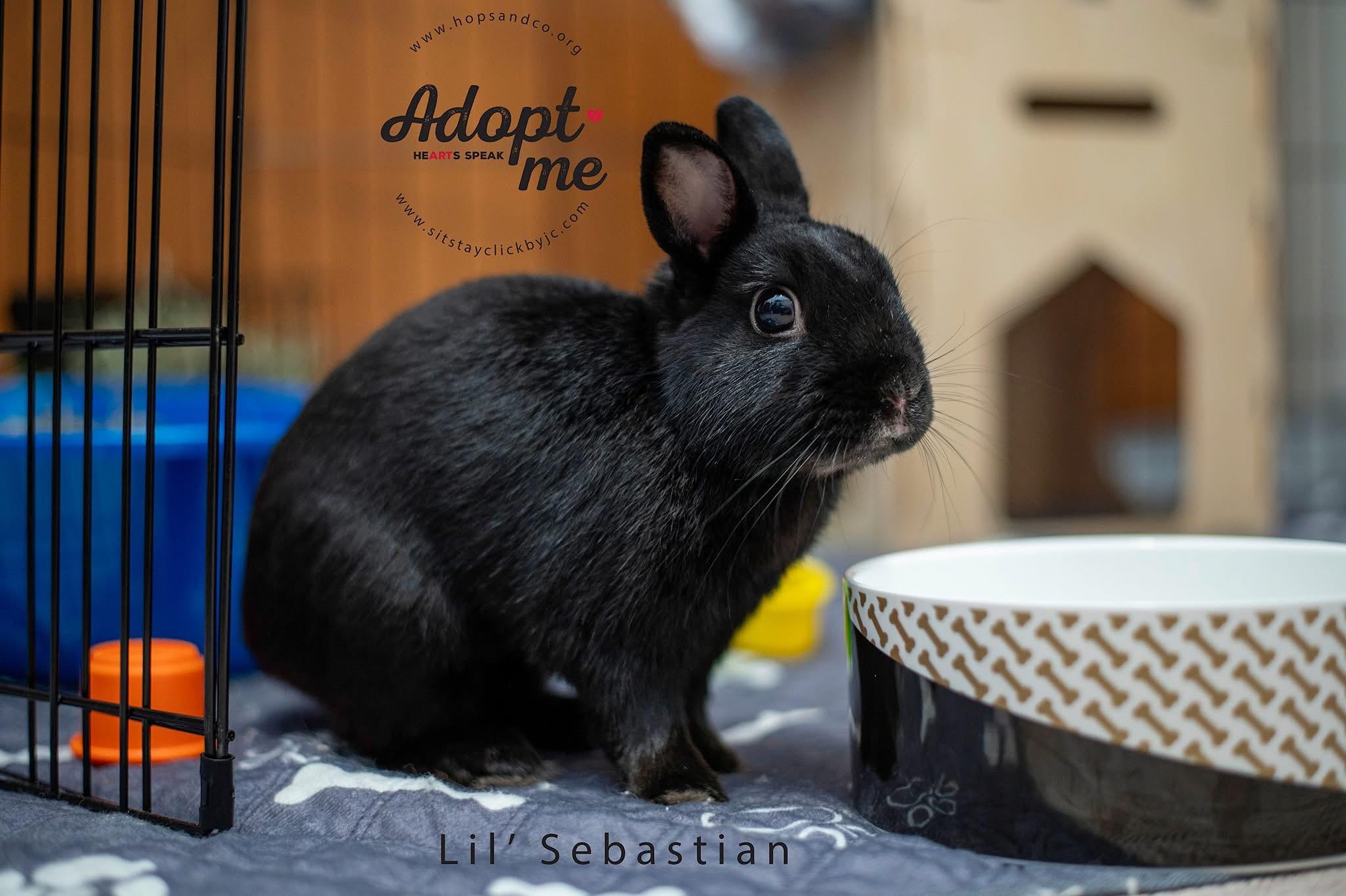 Lil’ Sebastian, a Adoptable Polish in Omaha, NE image 2/6
