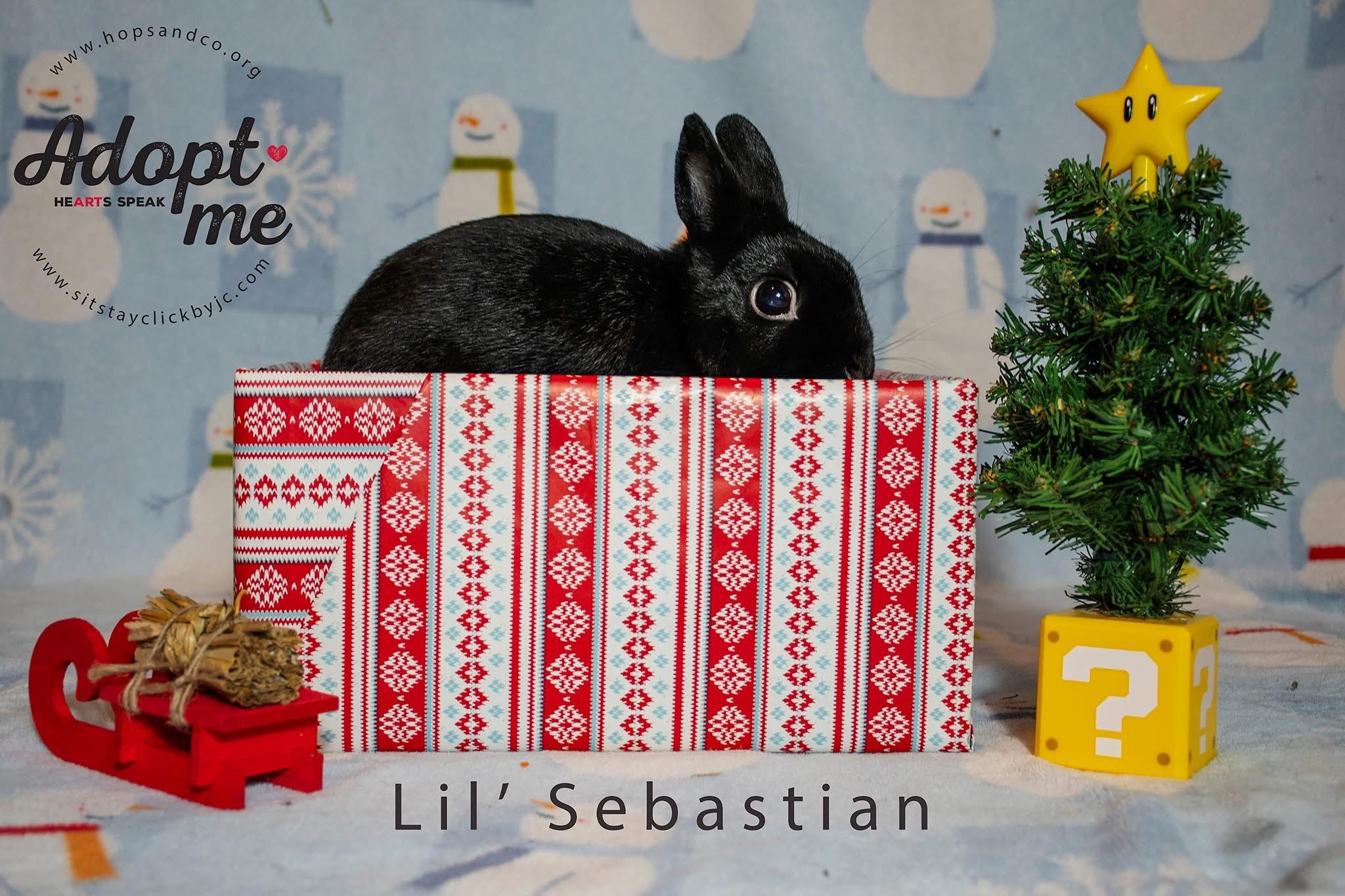 Lil’ Sebastian, a Adoptable Polish in Omaha, NE image 3/6