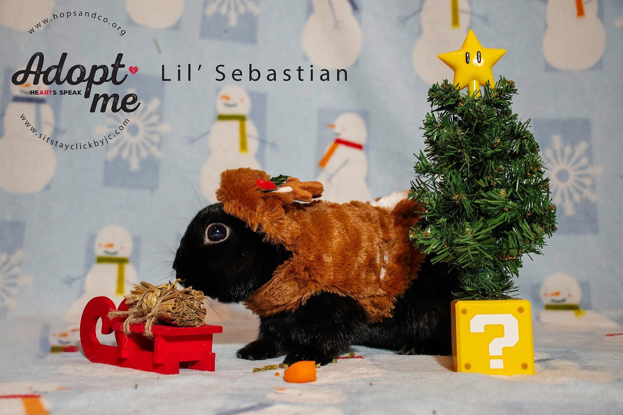 Lil’ Sebastian, a Adoptable Polish in Omaha, NE image 5/6