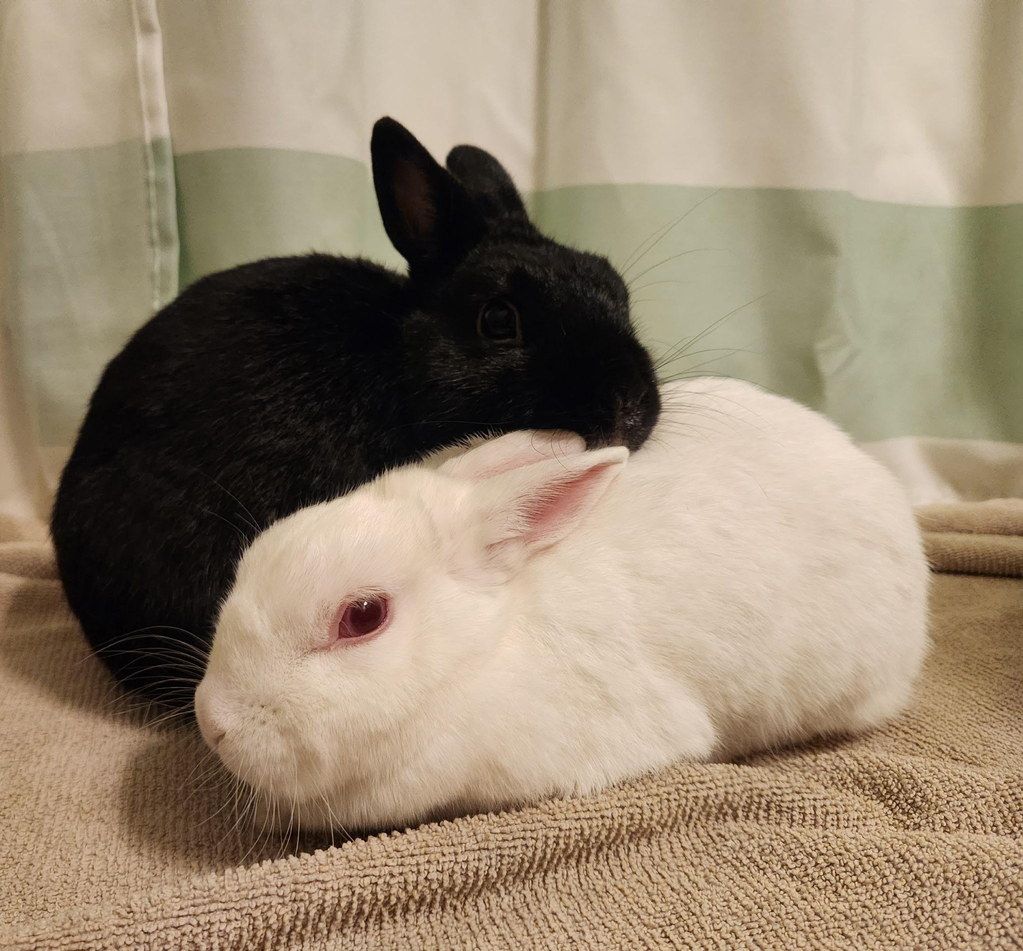 Enlarge Lil’ Sebastian (bonded to Winifred), a Adoptable Polish in Omaha, NE image 5/5