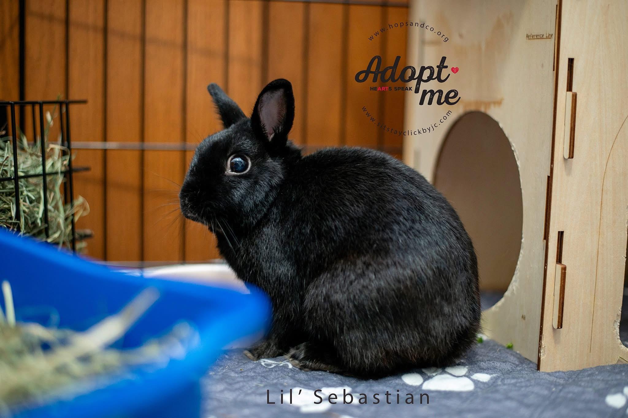 Lil’ Sebastian, a Adoptable Polish in Omaha, NE image 6/6