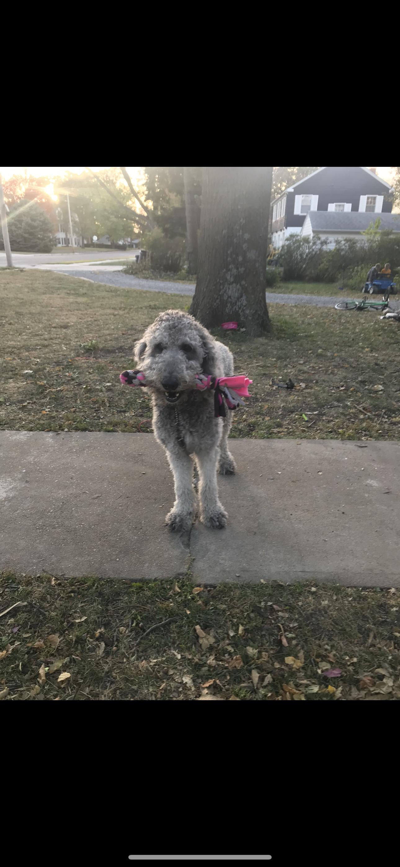 Stella, an adoptable Goldendoodle in Beatrice, NE, 68310 | Photo Image 4