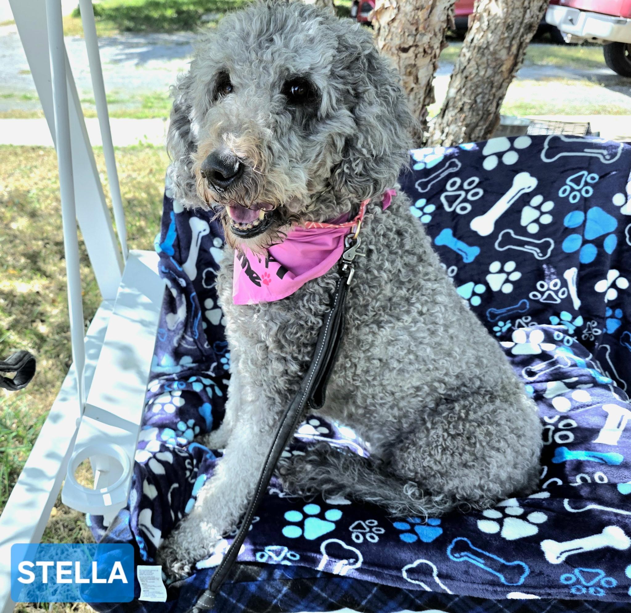 Stella, an adoptable Goldendoodle in Beatrice, NE, 68310 | Photo Image 3