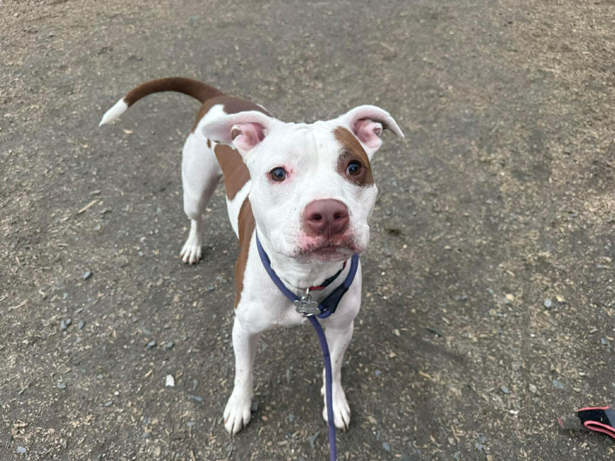 Baby Rose, ADOPTABLE, Young Female Pit Bull Terrier.