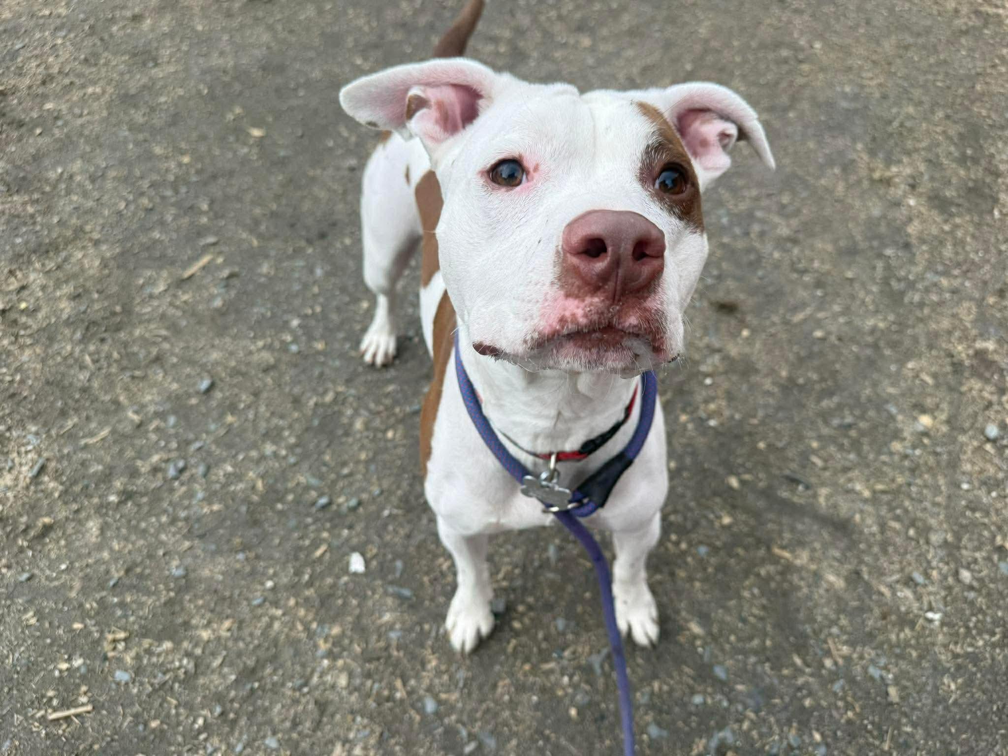 Baby Rose, a ADOPTABLE mixed breed in Randolph Center, VT image 2/5
