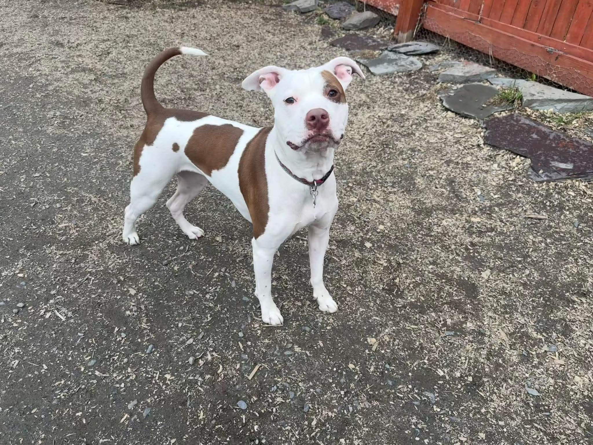 Baby Rose, a ADOPTABLE mixed breed in Randolph Center, VT image 3/5