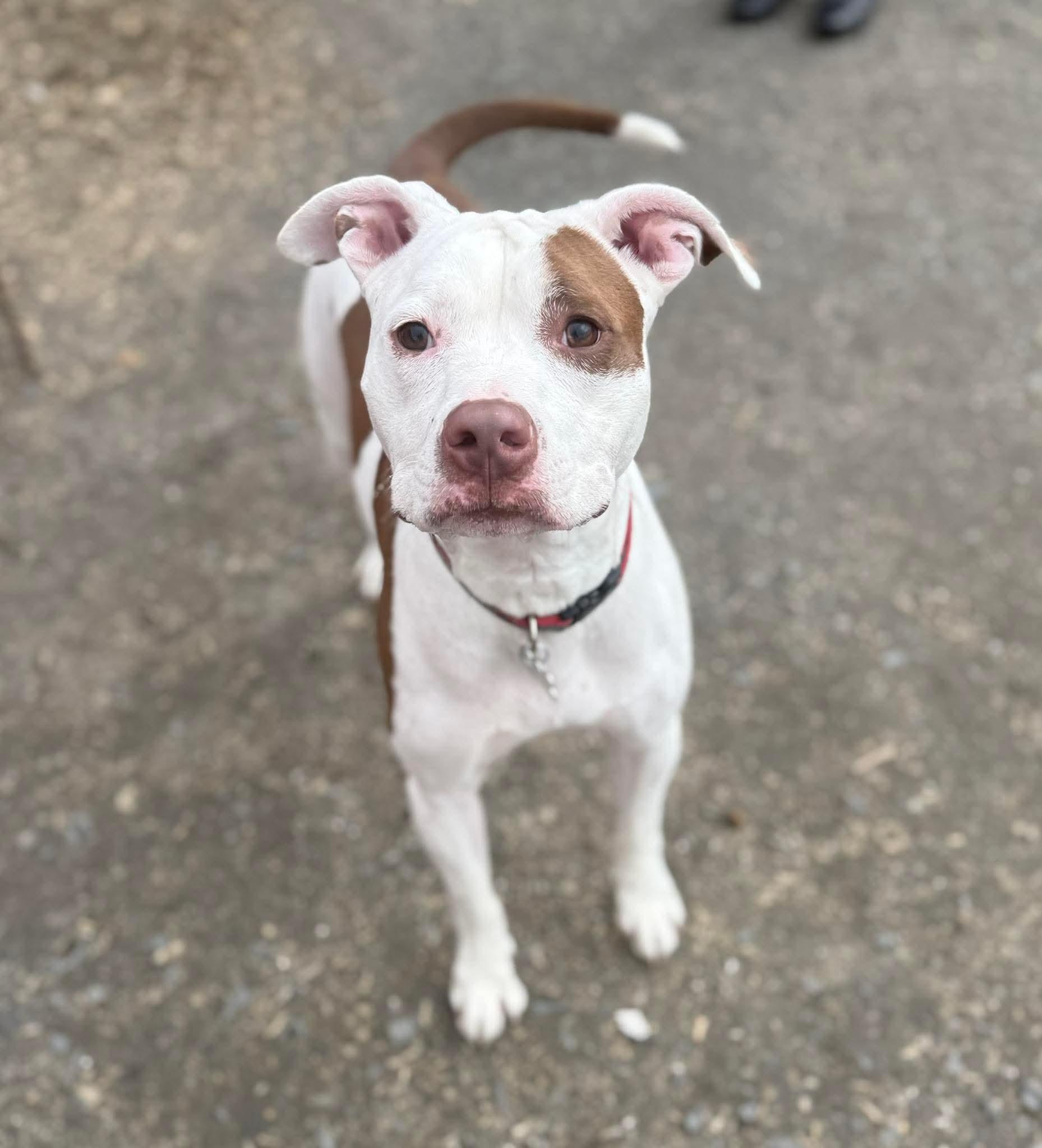 Baby Rose, a ADOPTABLE mixed breed in Randolph Center, VT image 5/5