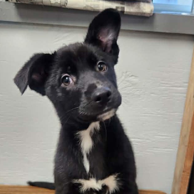 Bear, Adoptable, Puppy Male Labrador Retriever.
