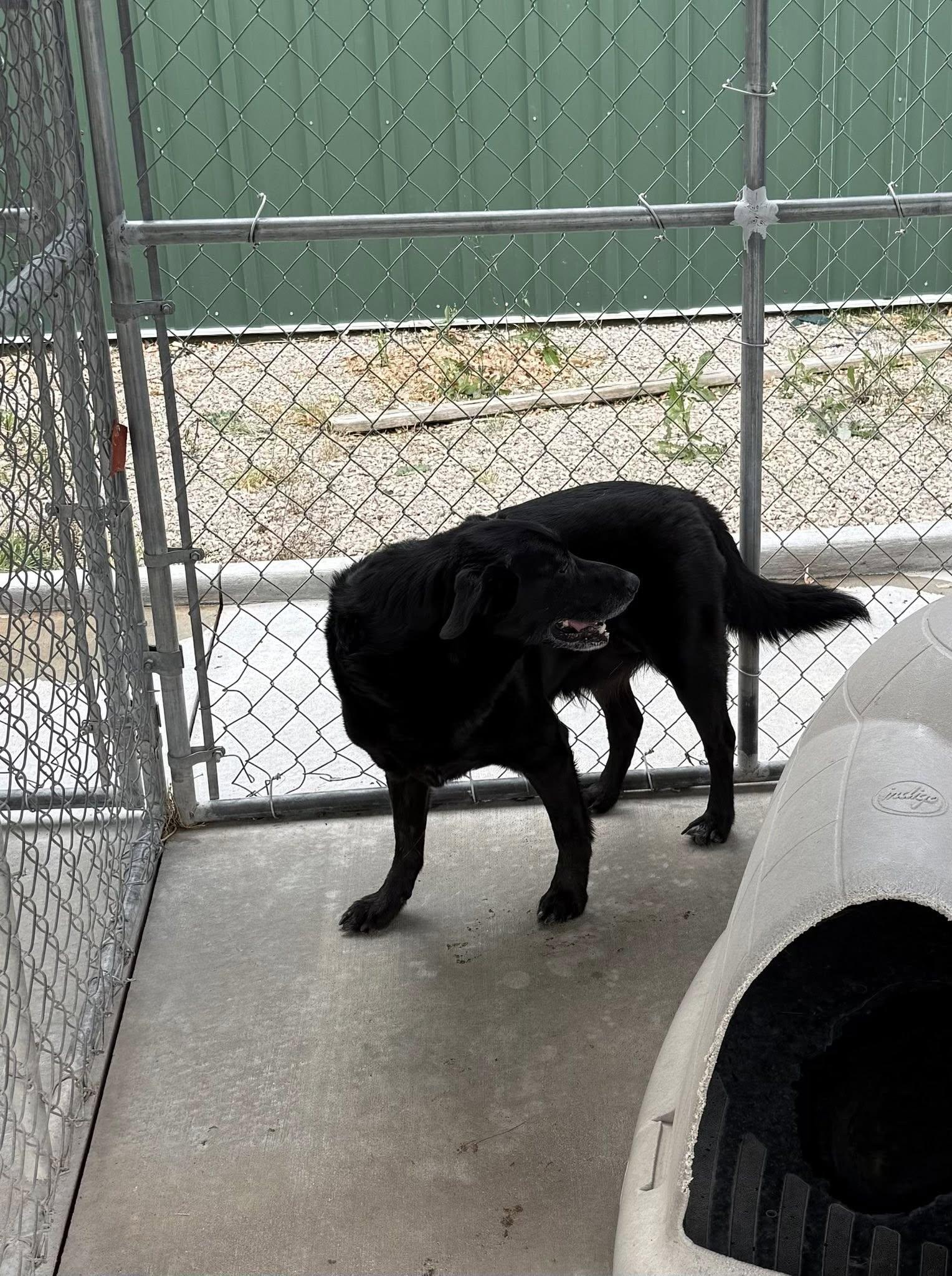 Bear, Adoptable, Senior Male German Shepherd Dog.