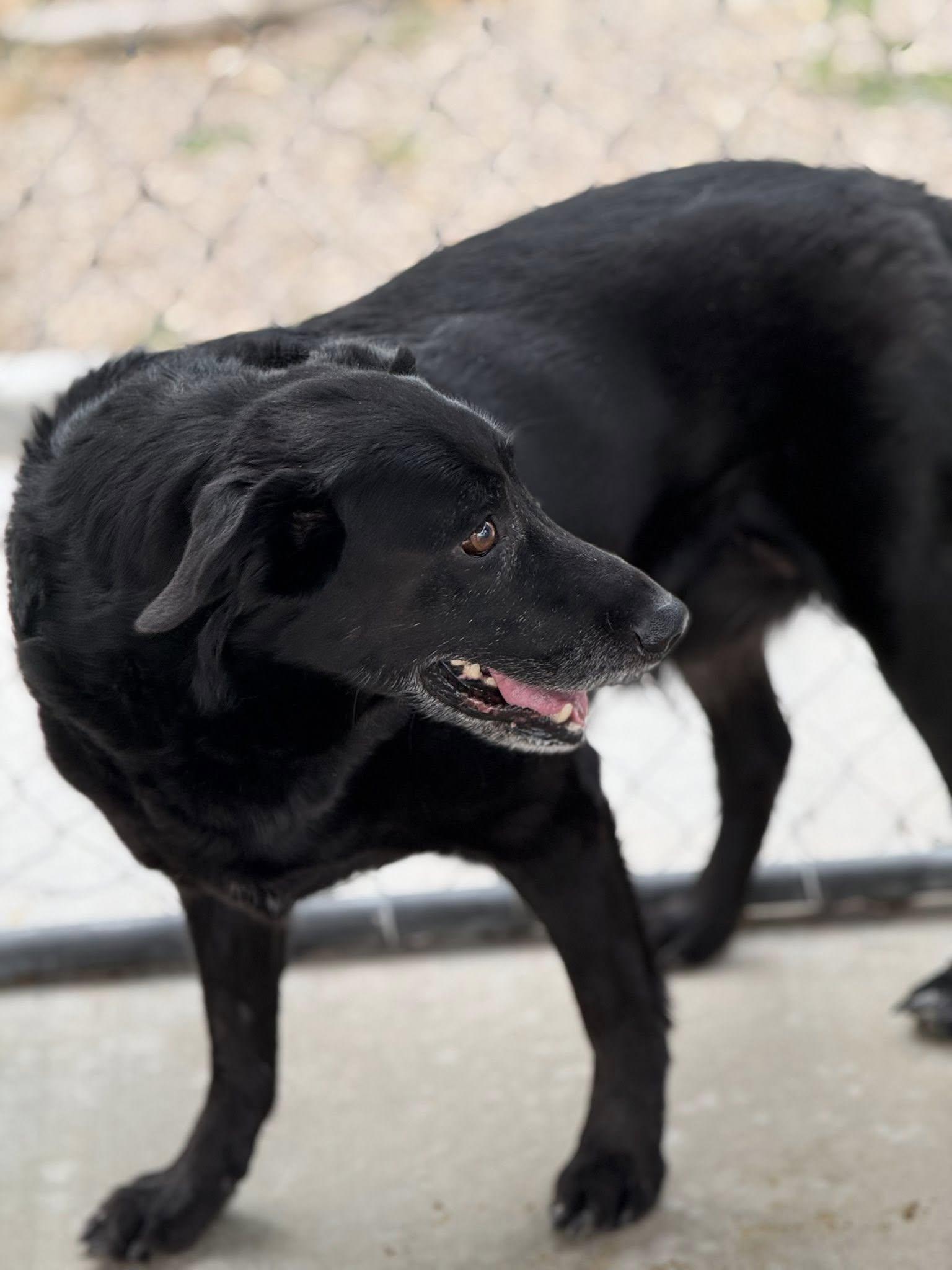 Bear, a Adoptable mixed breed in Rawlins, WY image 2/3