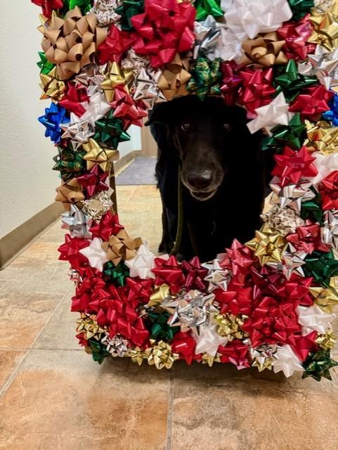 Bear, a Adoptable mixed breed in Rawlins, WY image 3/3