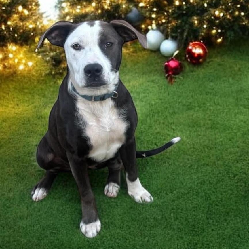 SYLPHIETTE GS — thumbnail 2