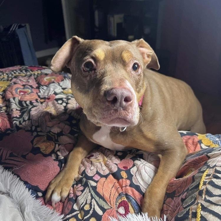 Butters, Adoptable, Senior Female Boxer & Mixed Breed.