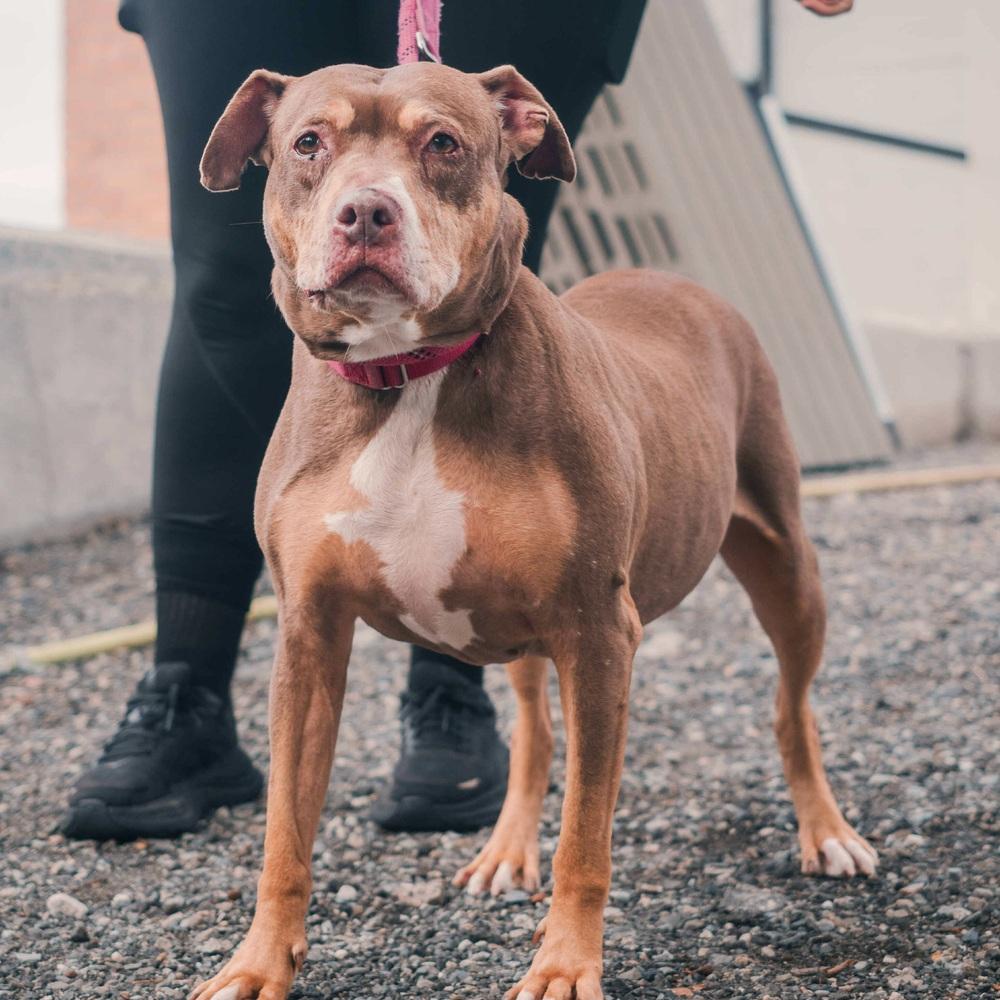 Enlarge Butters, a Adoptable mixed breed in Long Island City, NY image 3/6