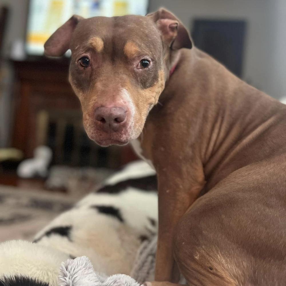 Enlarge Butters, a Adoptable mixed breed in Long Island City, NY image 5/6