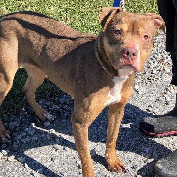 Enlarge Butters, a Adoptable mixed breed in Long Island City, NY image 6/6