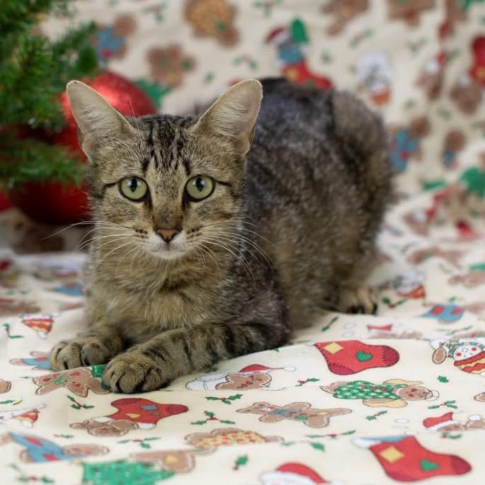 Kerena-C, Adoptable, Adult Female Domestic Short Hair.