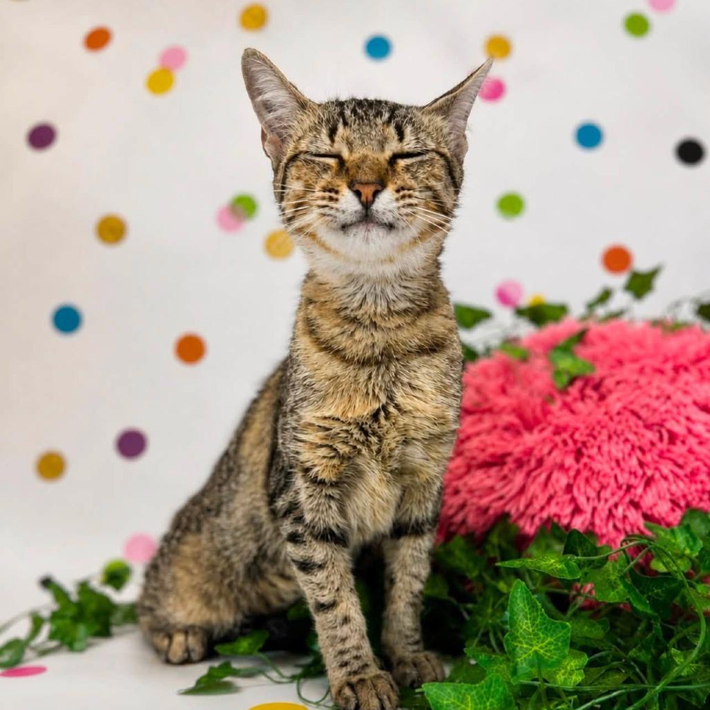 Enlarge Kerena-C, a Adoptable Domestic Short Hair in East Saint Louis, IL image 2/6