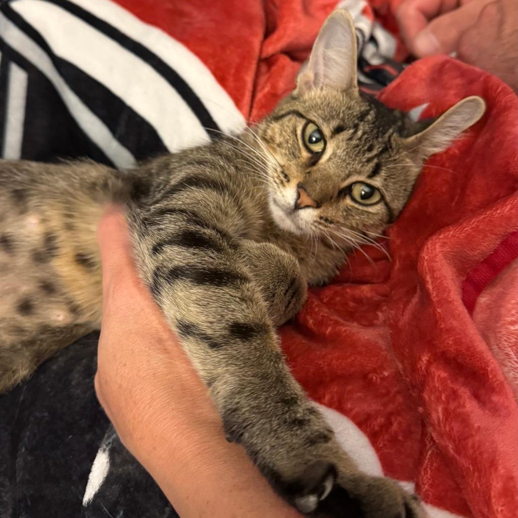 Enlarge Kerena-C, a Adoptable Domestic Short Hair in East Saint Louis, IL image 3/6