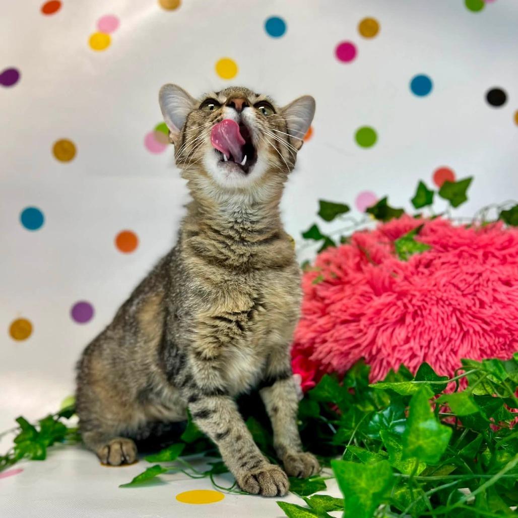 Enlarge Kerena-C, a Adoptable Domestic Short Hair in East Saint Louis, IL image 4/6
