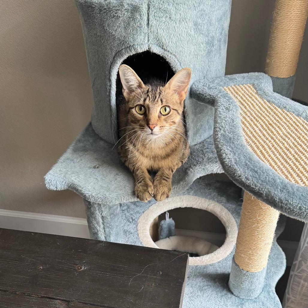Enlarge Kerena-C, a Adoptable Domestic Short Hair in East Saint Louis, IL image 5/6