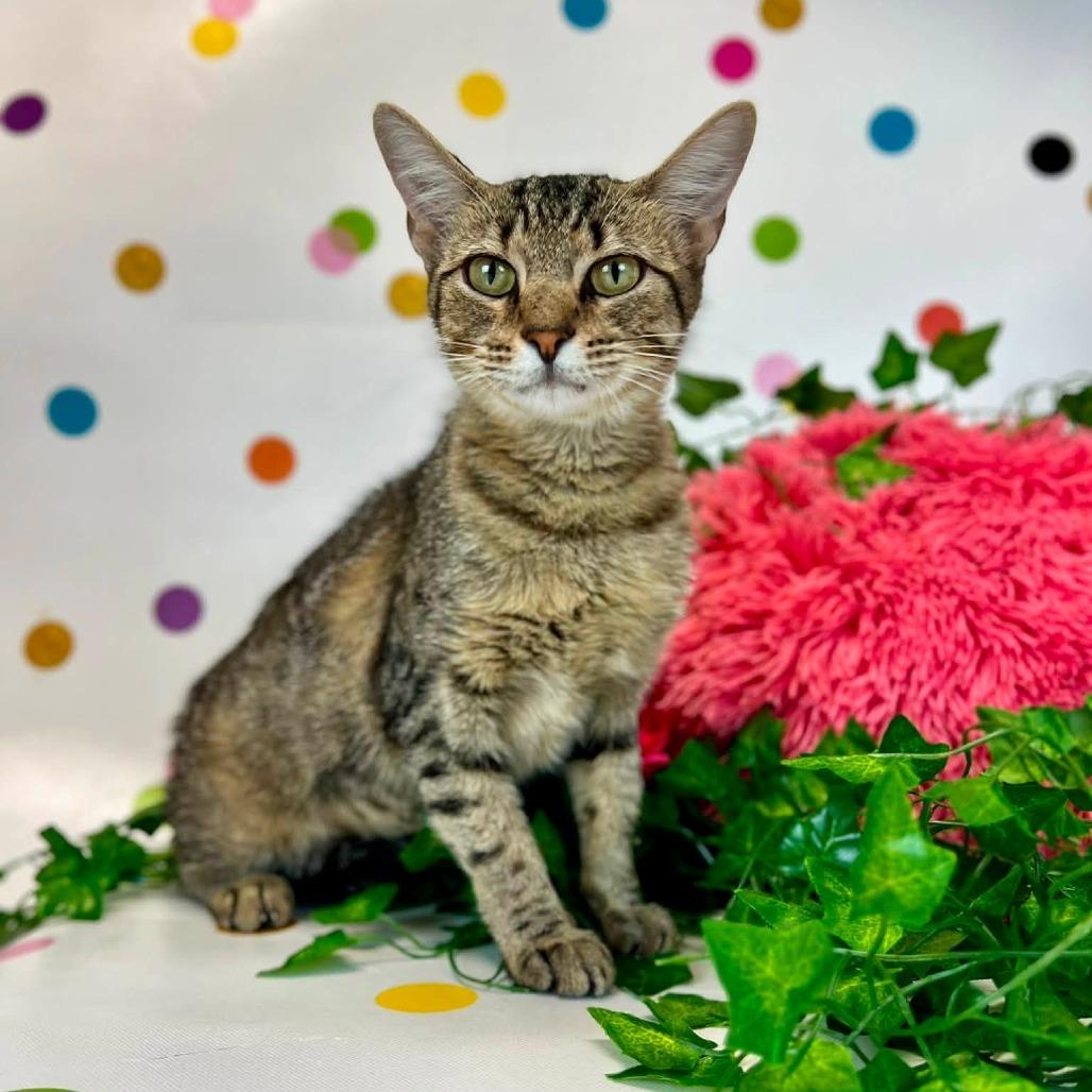 Enlarge Kerena-C, a Adoptable Domestic Short Hair in East Saint Louis, IL image 6/6
